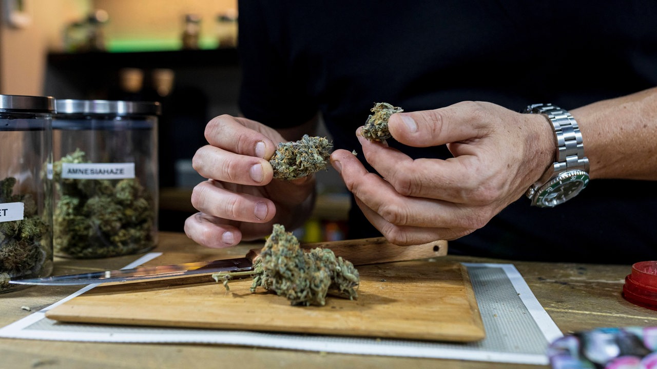 Ein Mann hält mehrere Cannabis-Blüten in den Händen.