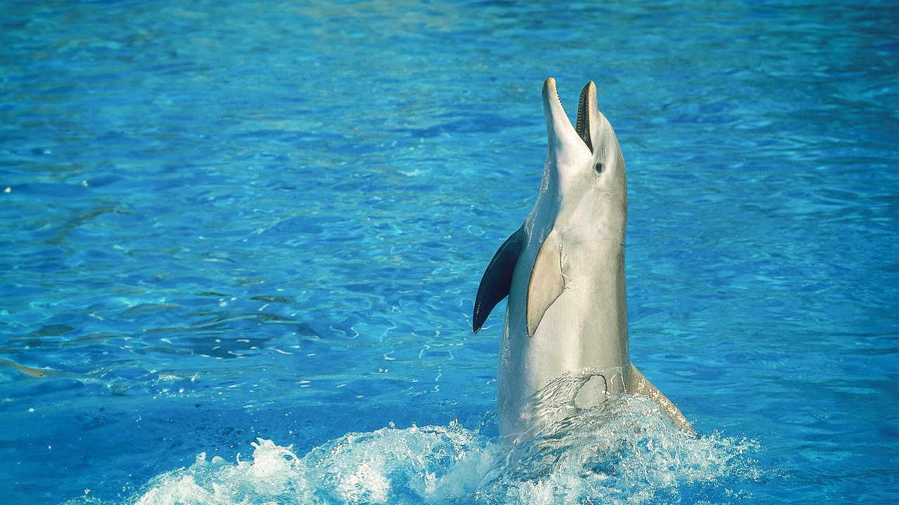 Ein Delfin steigt fast aufrecht aus blauem Wasser hervor und hat den Mund leicht geöffnet.