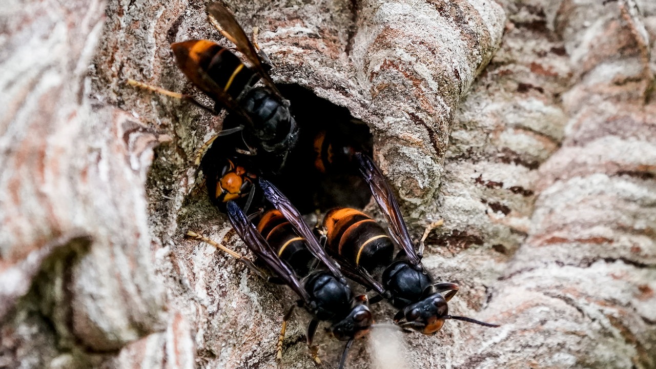 Asiatische Hornissen (Vespa Velutina Nigrithorax) sammeln sich an einem Ausgang ihres Nestes. 