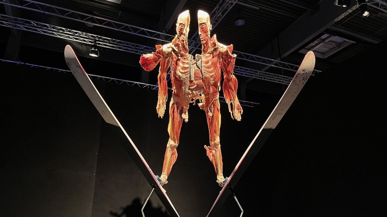 Exponat der Ausstellung "Körperwelten" in Bremen zeigt die Muskulator eines zweigeteilten Menschen mit Skiern beim Skisprung.