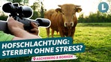 Rind auf einer Weide, davor eine Kamera