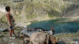 Zwei Ziegenböcke vor einem See