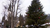 Großer Weihnachtsbaum mit roten Kugeln