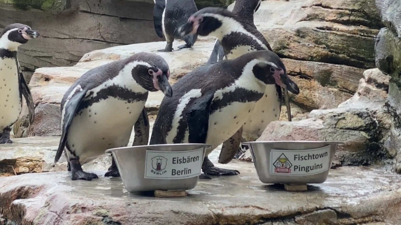 Pinguine schauen auf zwei verschiedene Näpfe, die einmal mit "Eisbären Berlin" und "Fischtown Pinguins" beschriftet sind