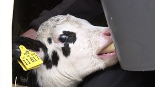 Ein frisch geborenes Kalb saugt an einem Gefäß zum Trinken. 