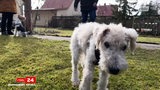 Ein Hund schaut in die Kamera