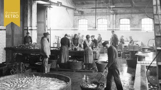 Historisches Foto zeigt die Arbeit mit Heringen in einer Fischfabrik in Bremerhaven.