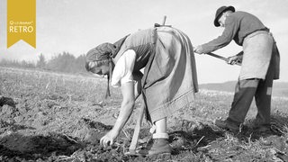 Feldarbeiter*innen in den 50er Jahren