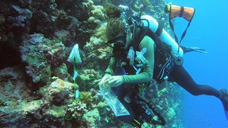 Zu sehen ist ein Taucherin bei einem Korallenriff.