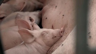 Schweine